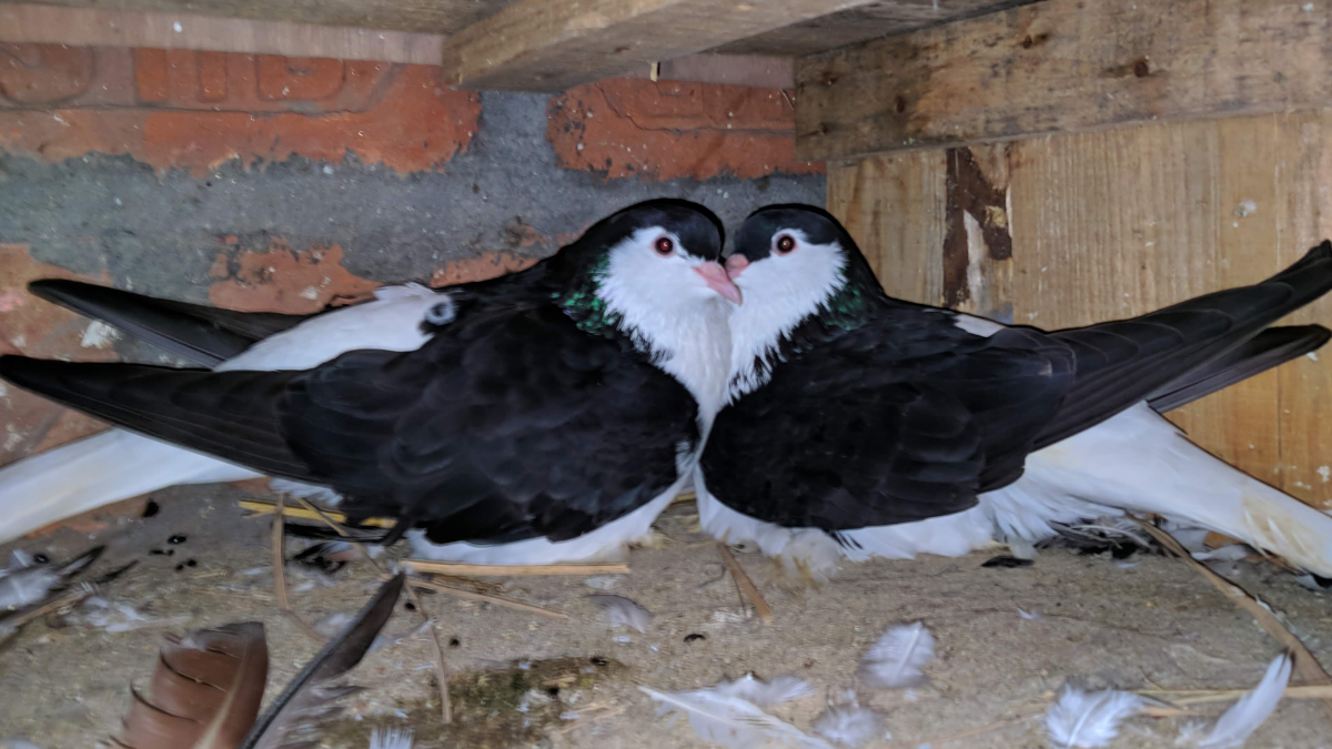 Which bird's nest is auspicious and which is inauspicious in the house? Know it or else you may have to face trouble