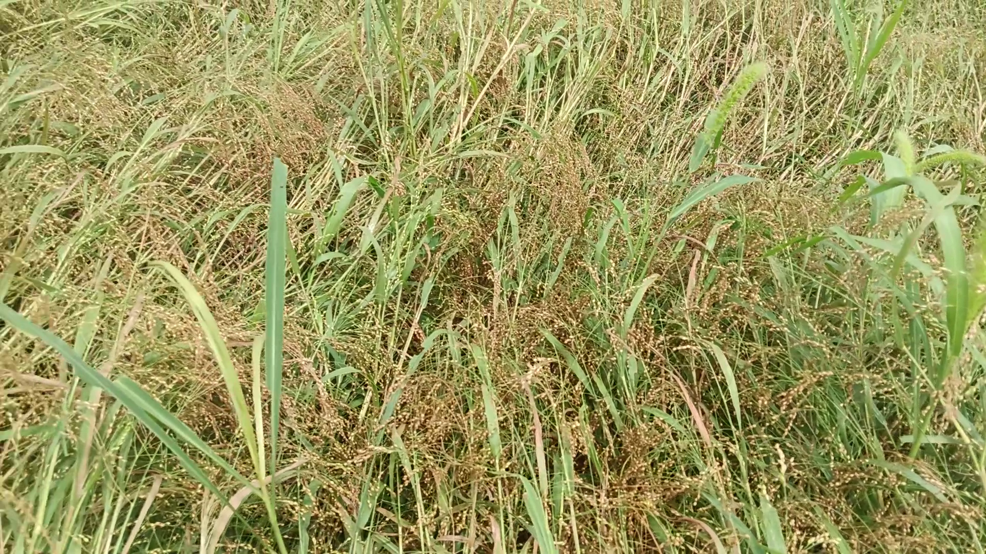 PROSO MILLET FARMING HALDWANI