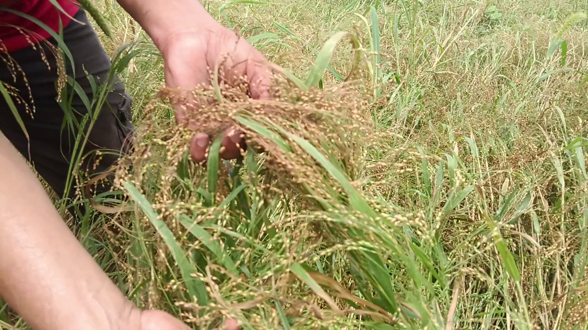 PROSO MILLET FARMING HALDWANI