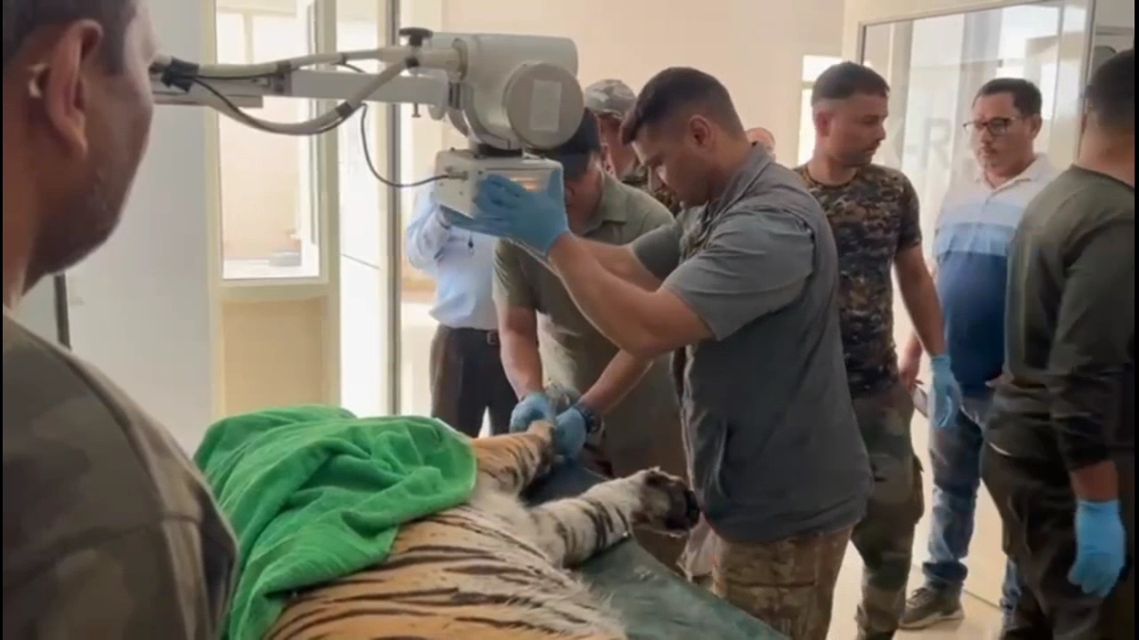 Nainital injured tigress treatment