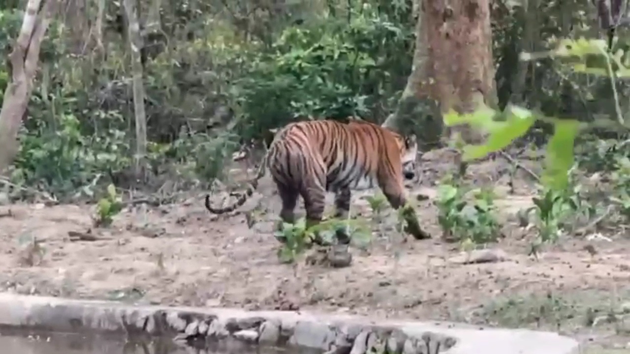 Nainital injured tigress treatment