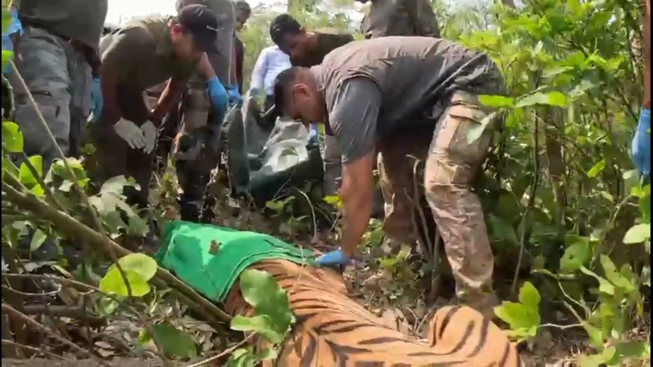 Nainital injured tigress treatment
