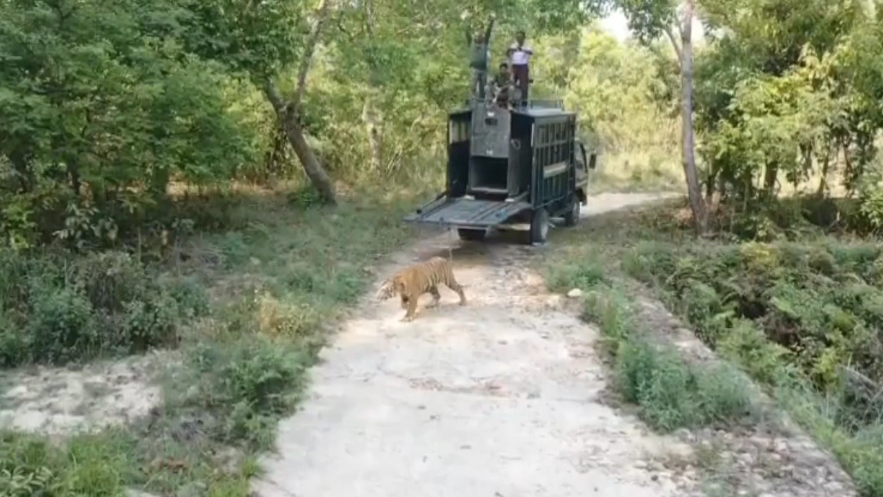 Nainital injured tigress treatment