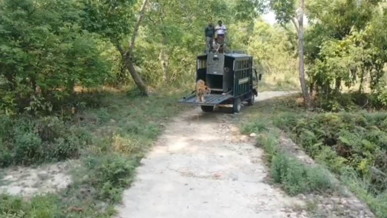 Nainital injured tigress treatment
