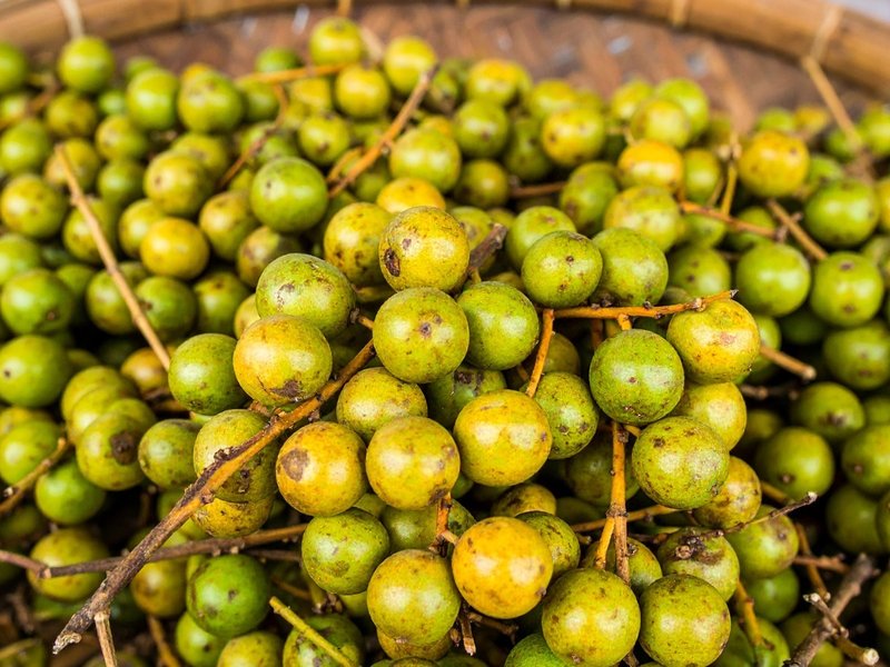 कैसा होता है लभेर का फल, जानिए इसके बारे में 