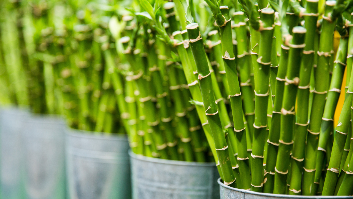 If you have these six plants in your house, you will become poor, remove them immediately!