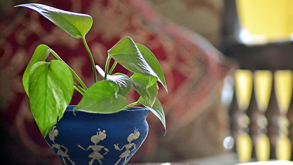 If you have these six plants in your house, you will become poor, remove them immediately!
