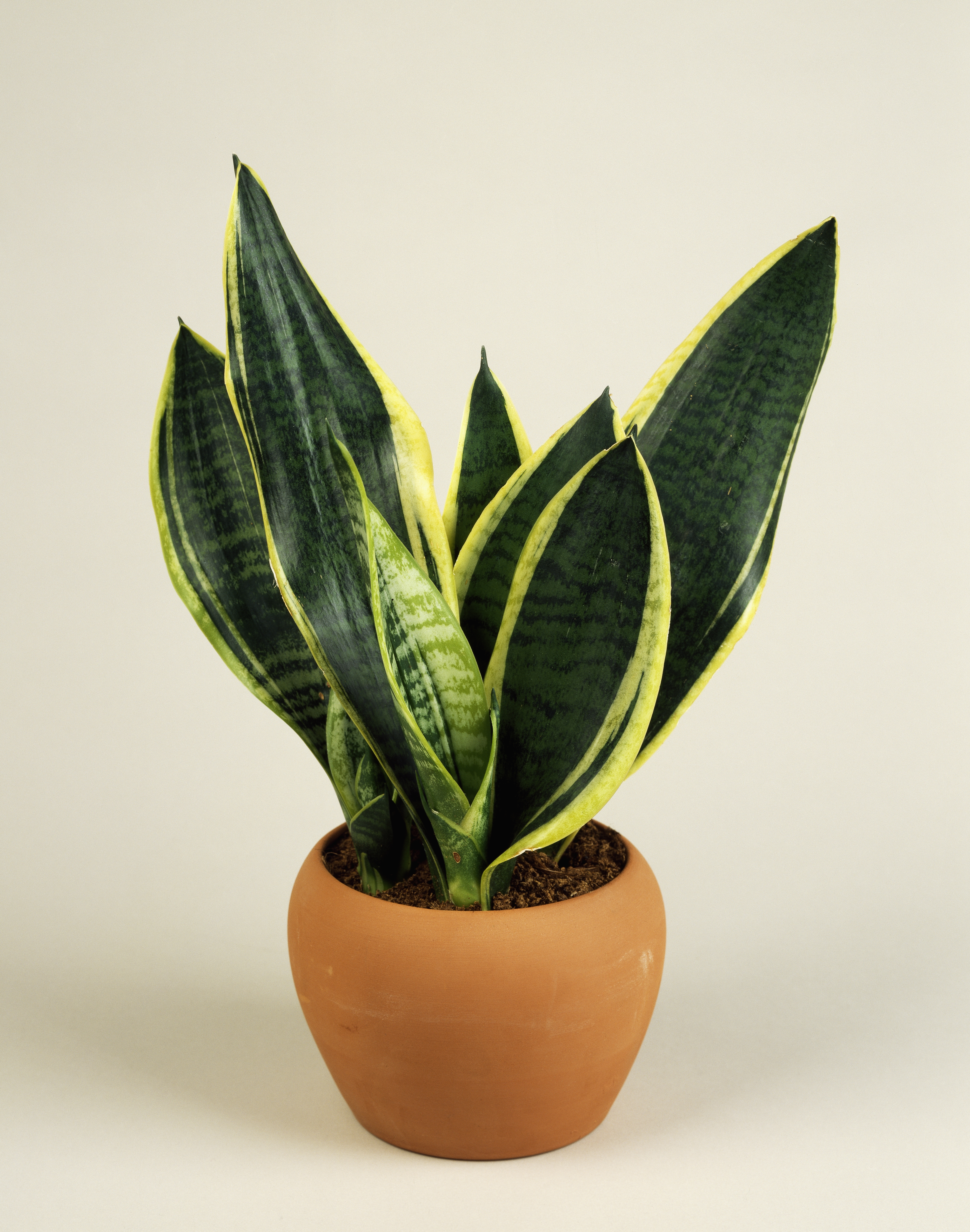 If you have these six plants in your house, you will become poor, remove them immediately!