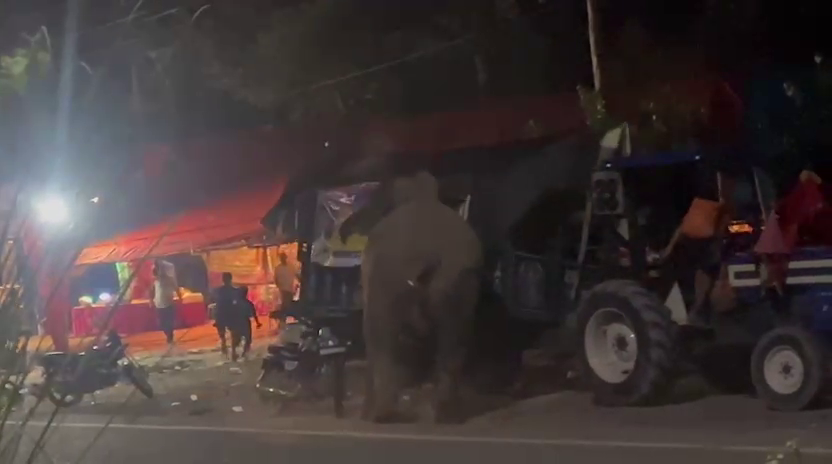 Terror of elephants Doiwala