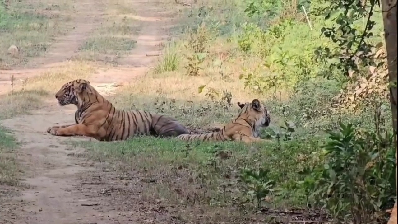 CORBETT TIGER RESERVE
