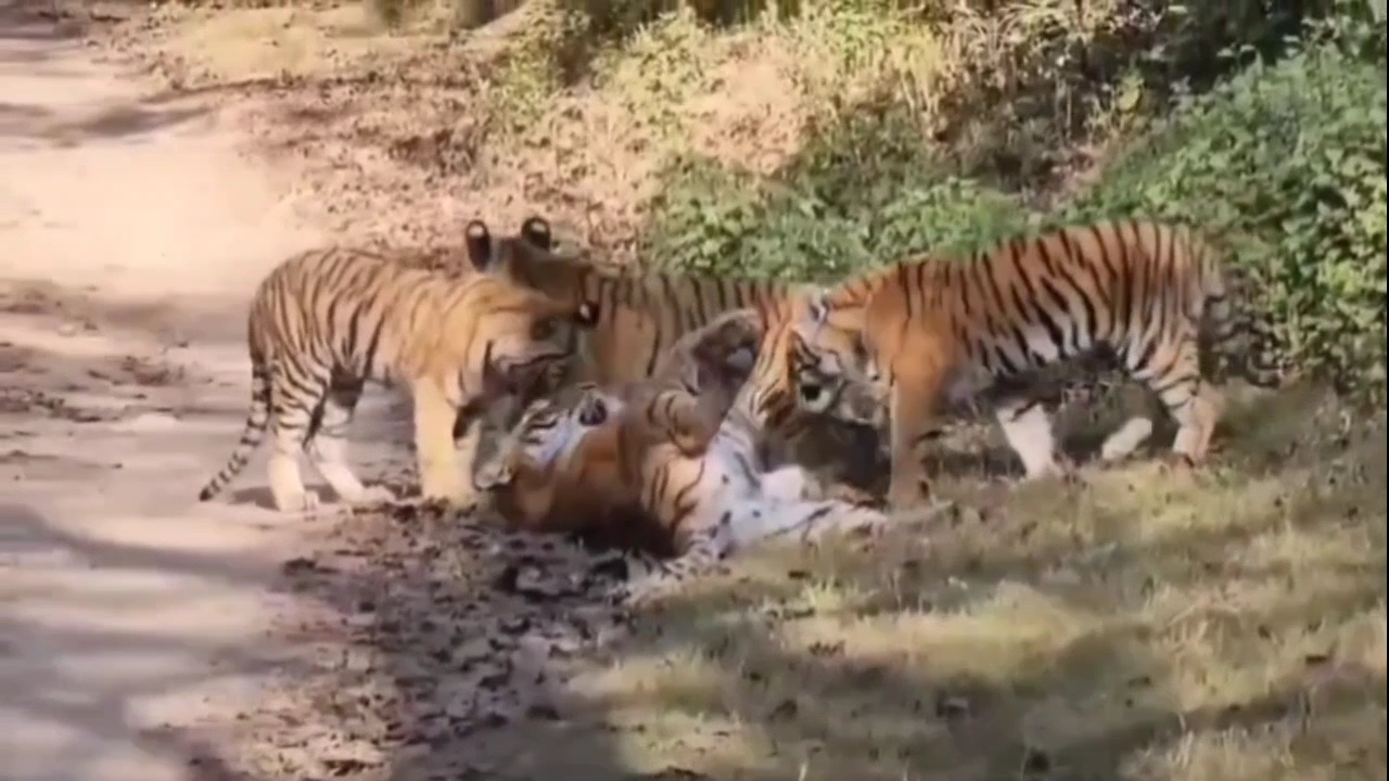 CORBETT TIGER RESERVE