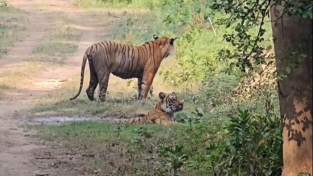 CORBETT TIGER RESERVE