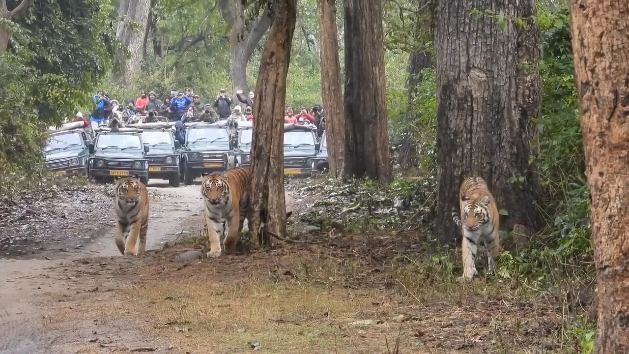 CORBETT TIGER RESERVE