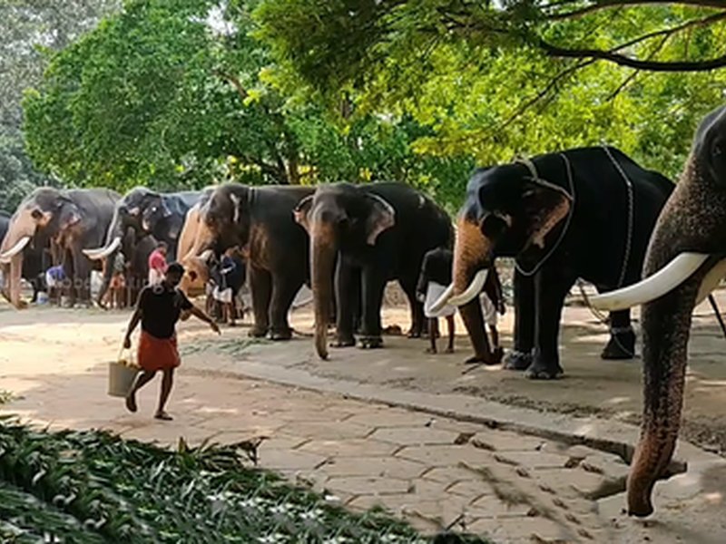 गुरुवायुर हाथियों के लिए कायाकल्प थेरेपी शुरू