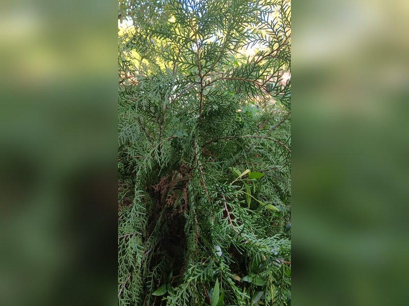 मोरपंखी : औषधीय गुणों से भरपूर खूबसूरत पौधा, इन बीमारियों में देता है राहत