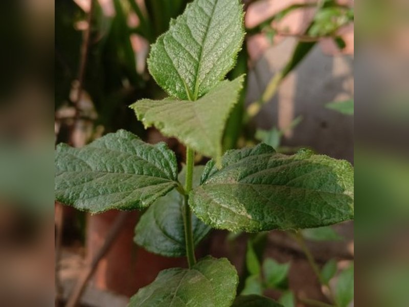 Parijat tree, Parijat benefit 
