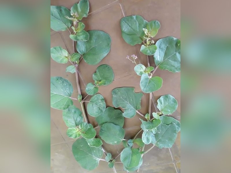 सिंथेटिक दवा नहीं, प्राकृतिक वरदान है सांठी!