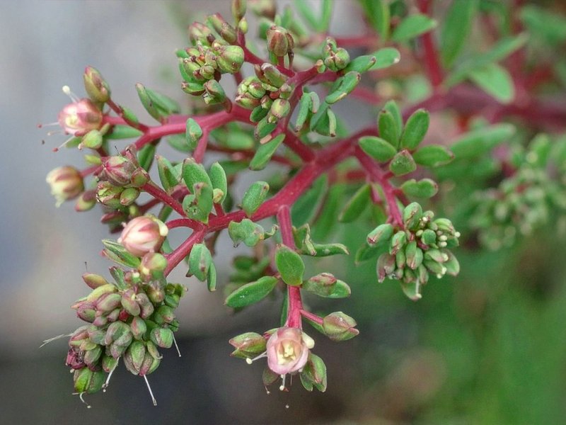 दूधी: अस्थमा, पेट और त्वचा के लिए चमत्कारी औषधीय पौधा, जानिए घरेलू उपाय