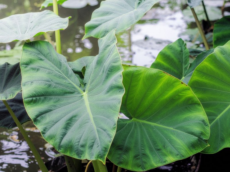 Colocasia esculenta, Arbi ke phool